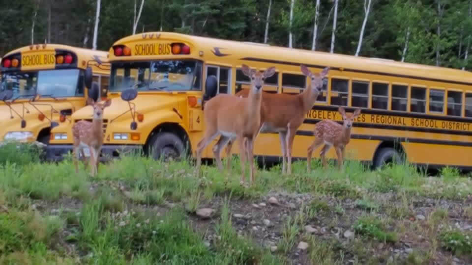 Handbooks for Rangeley Lakes Regional School.  Image of deer standing in front of busses.